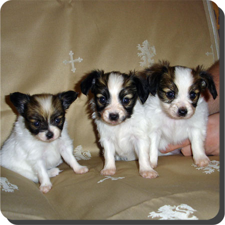 Caratoots puppies