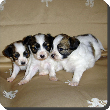 Caratoots puppies