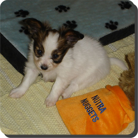 Caratoots puppies