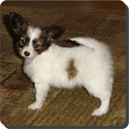 Caratoots puppies