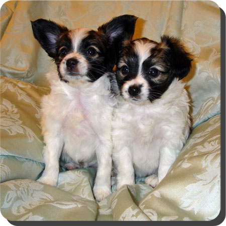 Caratoots puppies