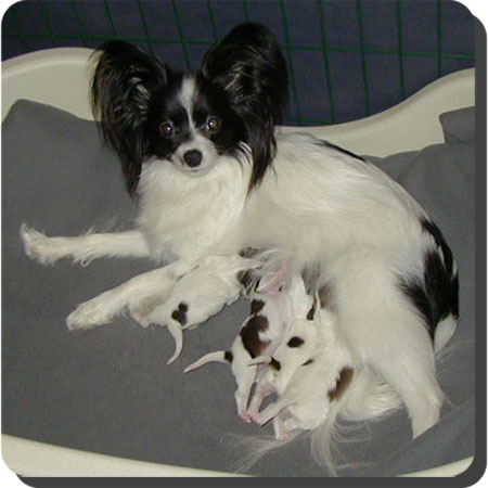 Caratoots puppies