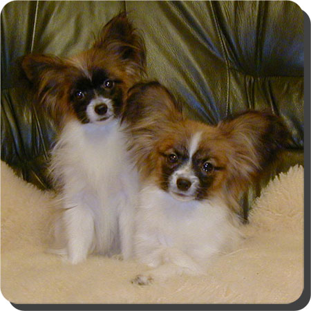 Caratoots puppies