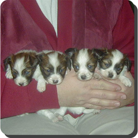 Caratoots puppies