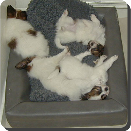 Caratoots puppies