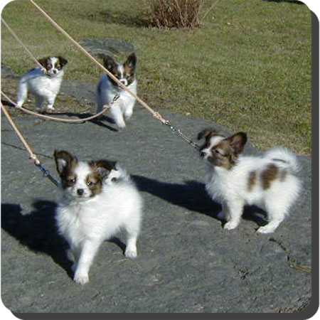 Caratoots puppies