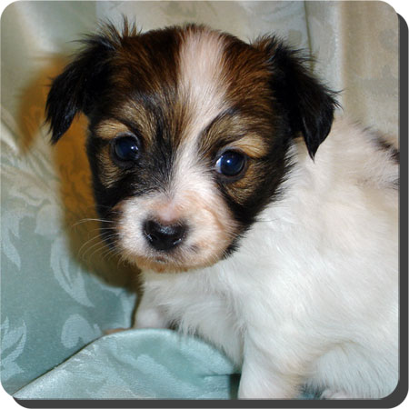 Caratoots puppies