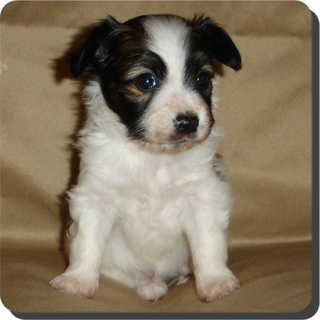 Caratoots puppies