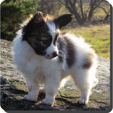 Caratoots puppies