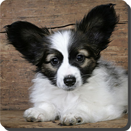Caratoots puppies