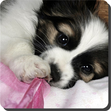 Caratoots puppies