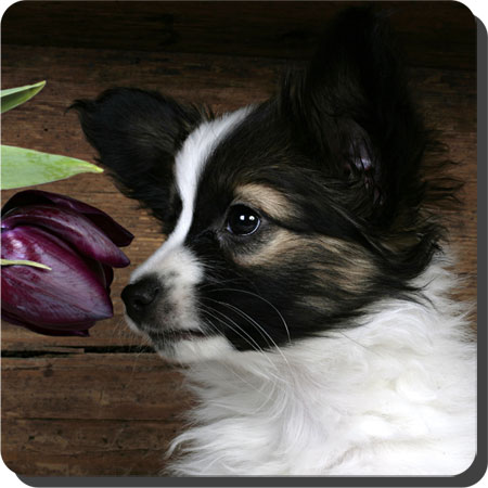 Caratoots puppies