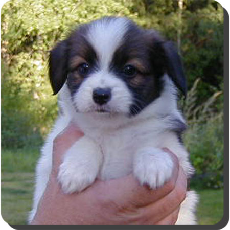 Caratoots puppies