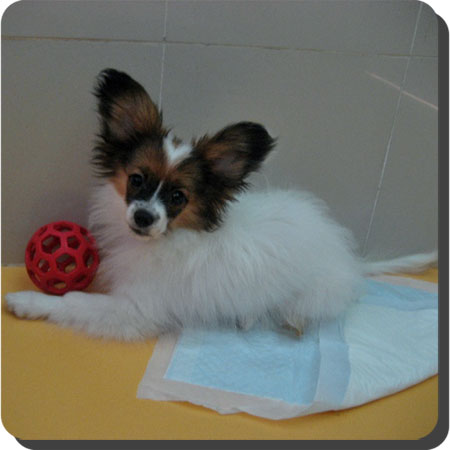 Caratoots puppies
