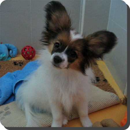 Caratoots puppies