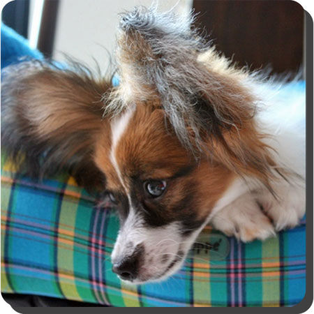 Caratoots puppies