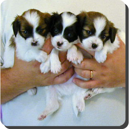 Caratoots puppies