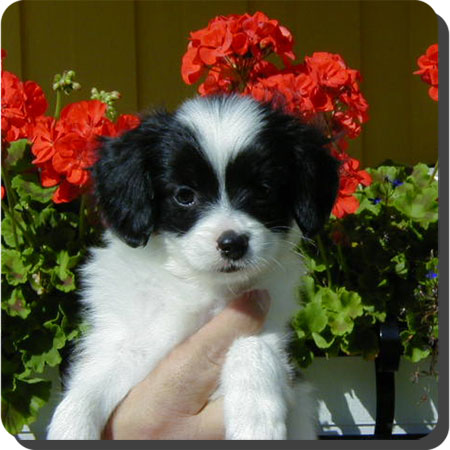 Caratoots puppies