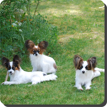 Caratoots puppies