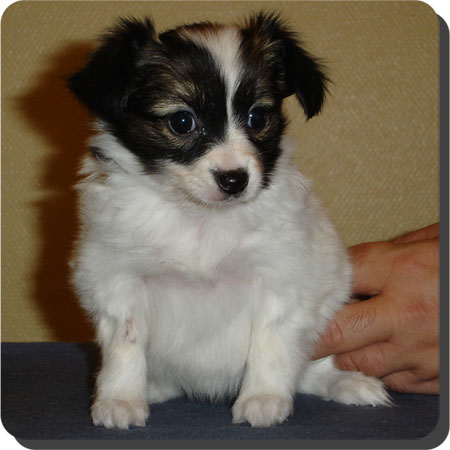 Caratoots puppies
