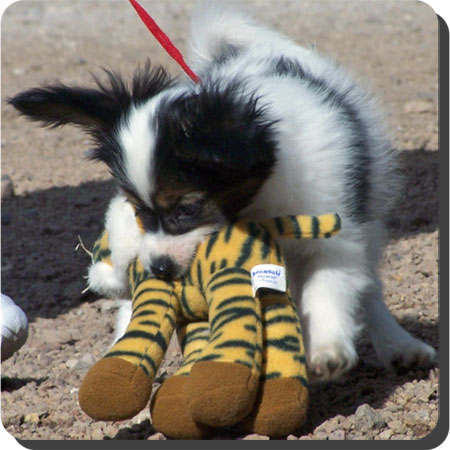 Caratoots puppies