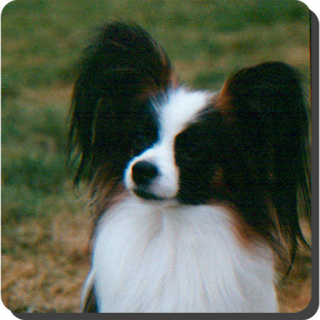 Chipmans Ringo Star