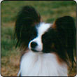 Chipmans Ringo Star