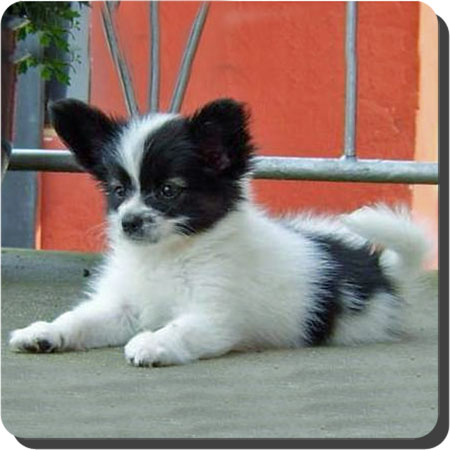 Caratoots puppies