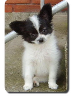 Papillon