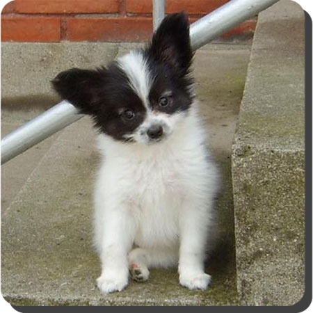 Caratoots puppies