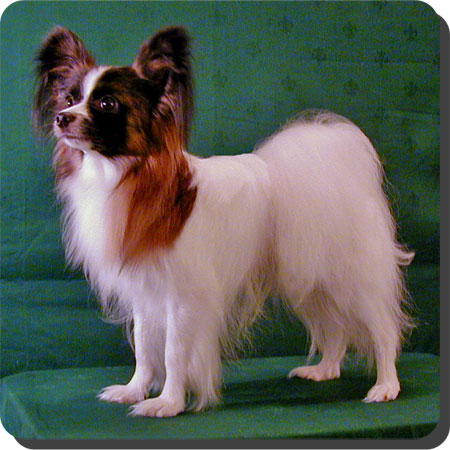 Ch. Caratoots Captivating Conqueror