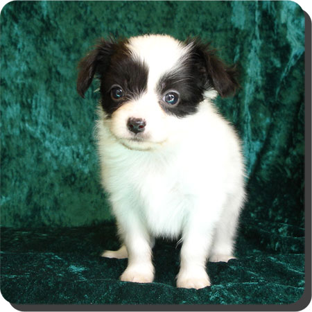 Ch. Caratoots Compassionate Companion