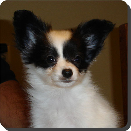 Ch. Caratoots Compassionate Companion