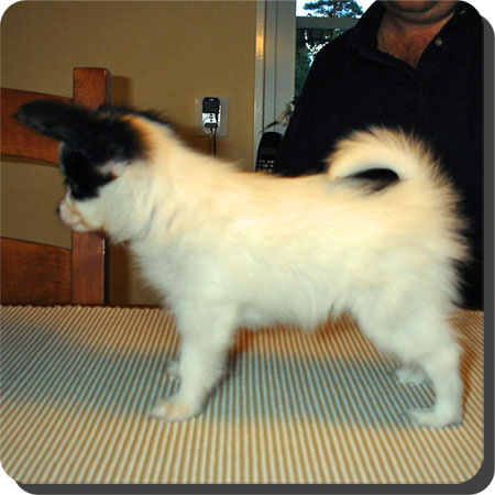Ch. Caratoots Compassionate Companion