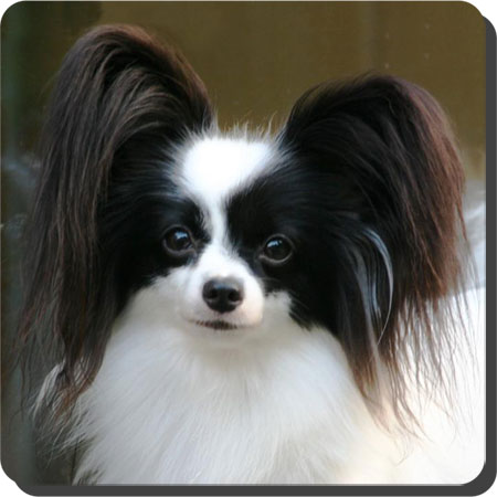 Ch. Caratoots Compassionate Companion