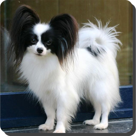 Ch. Caratoots Compassionate Companion