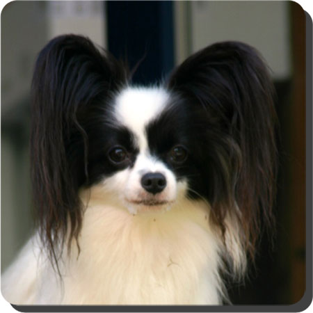 Ch. Caratoots Compassionate Companion