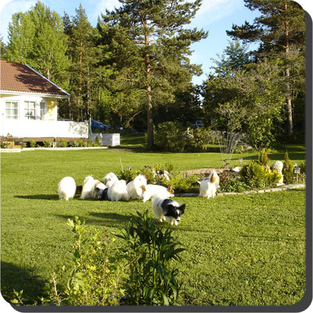 Villa Caratoots